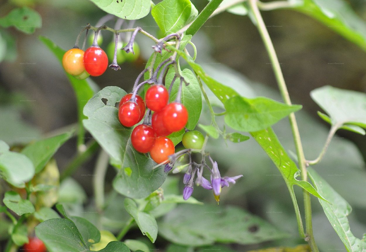 Паслен оранж Берри