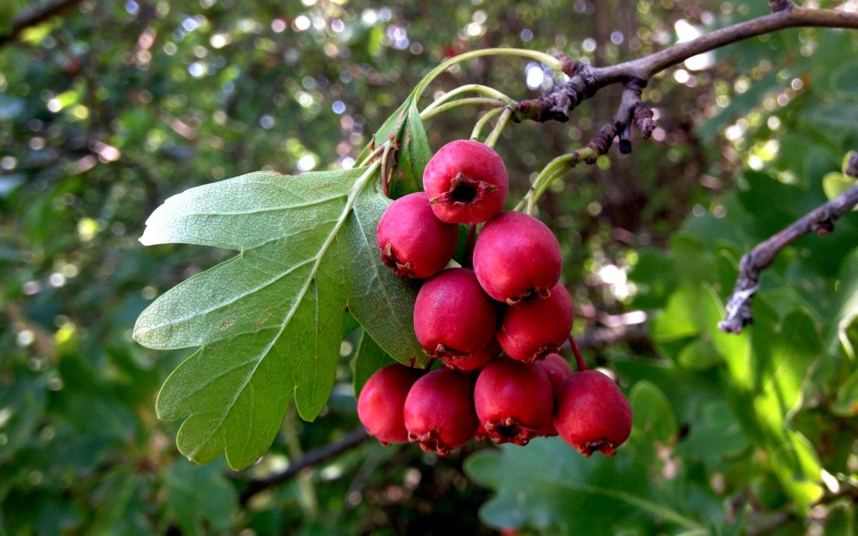 Паслен и белладонна