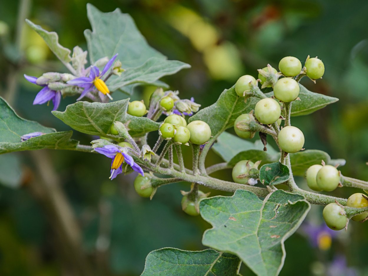 Solanum indicum
