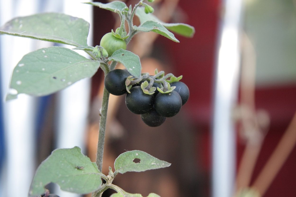 Ягоды паслена белый фон