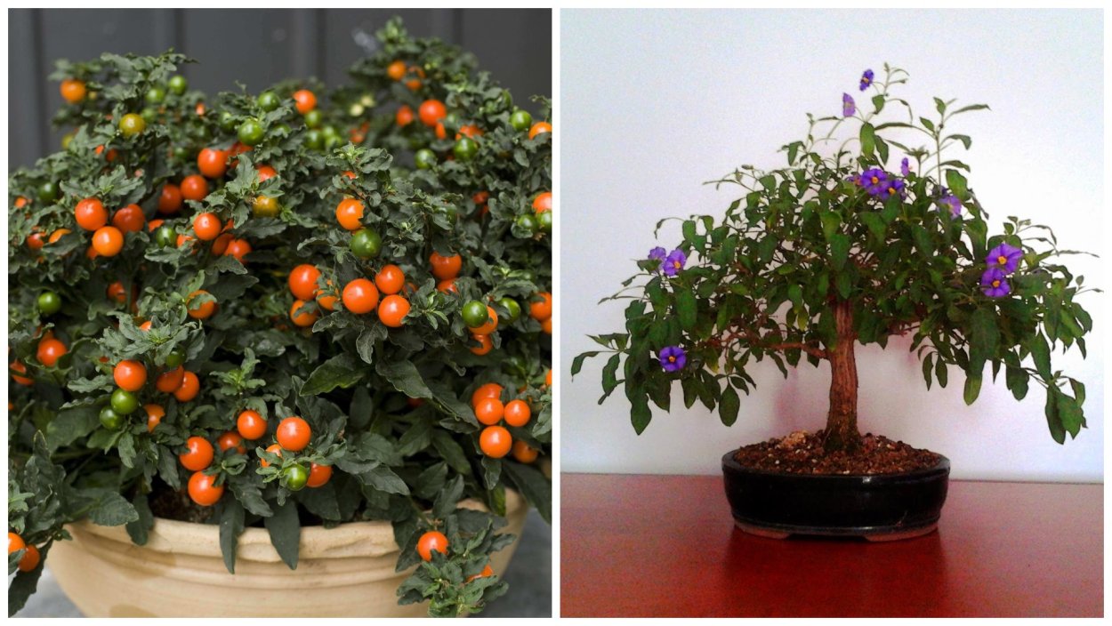 Паслен Орфей