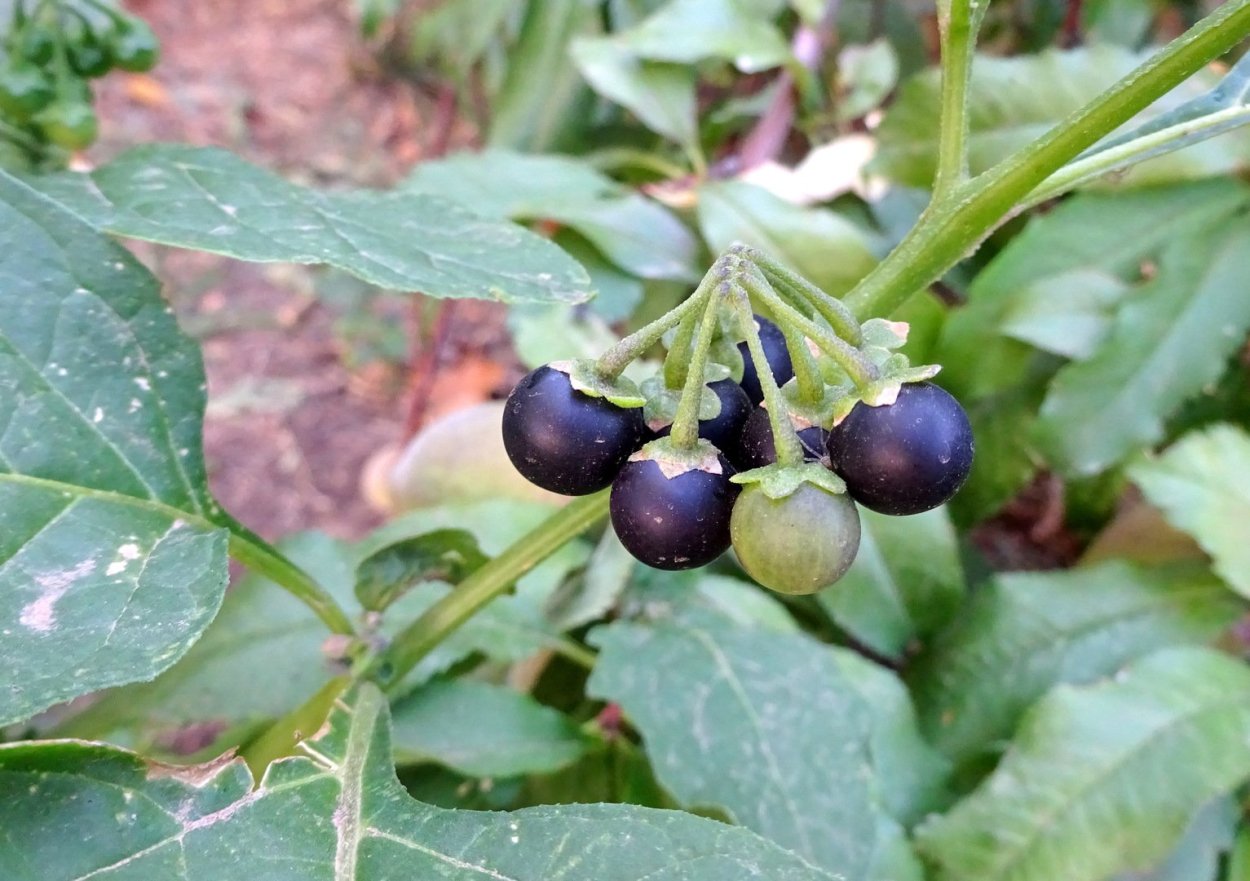 Паслен Вьюн