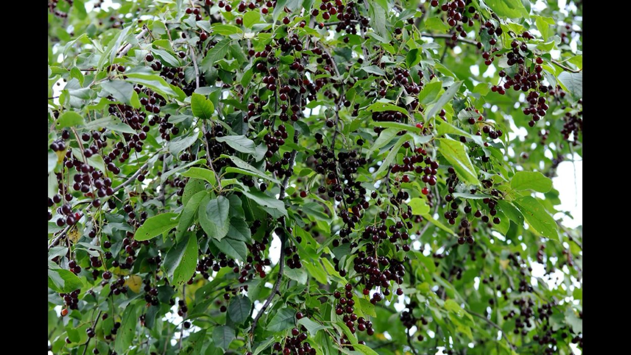 Паслён ложноперечный