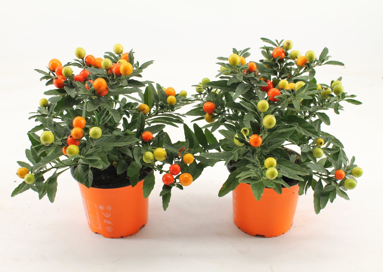 Паслён ложноперечный