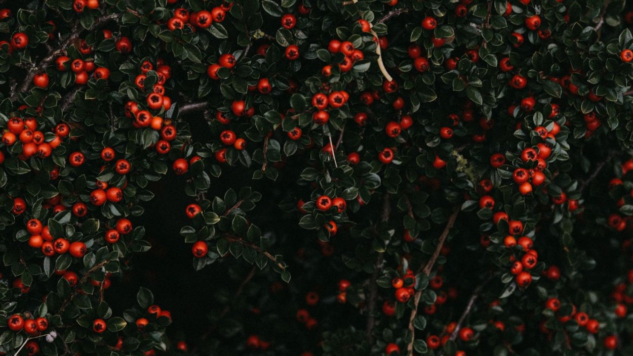 Лох серебристый Zempin (Земпин