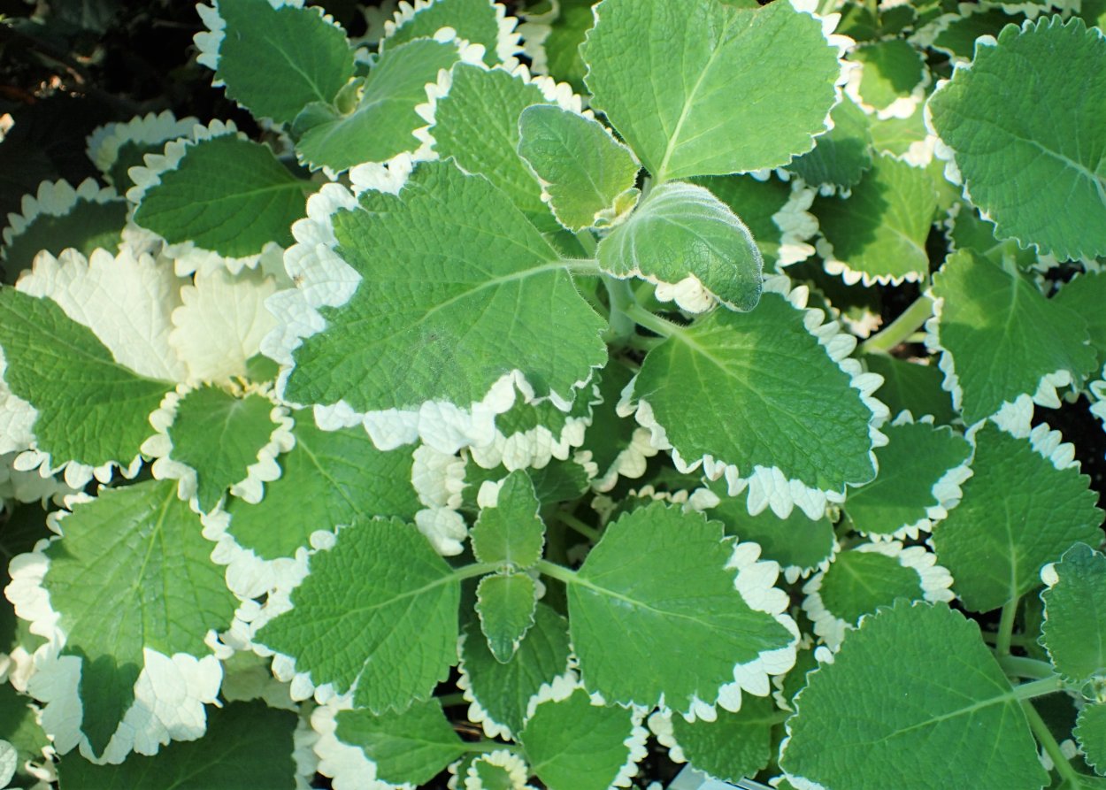 Плектрантус колеусовидный