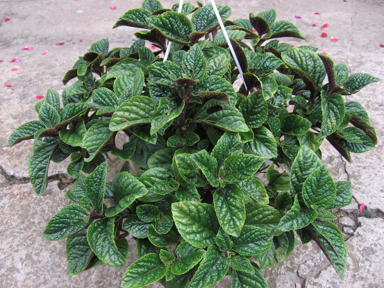 Плектрантус реснитчатый