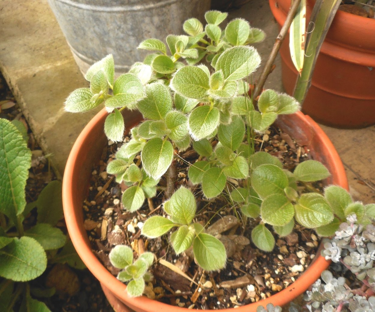 Плектрантус с гортензией