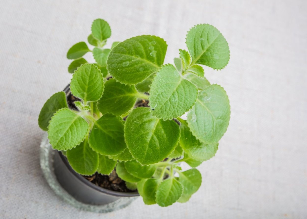 Плектрантус Plectranthus neochilus