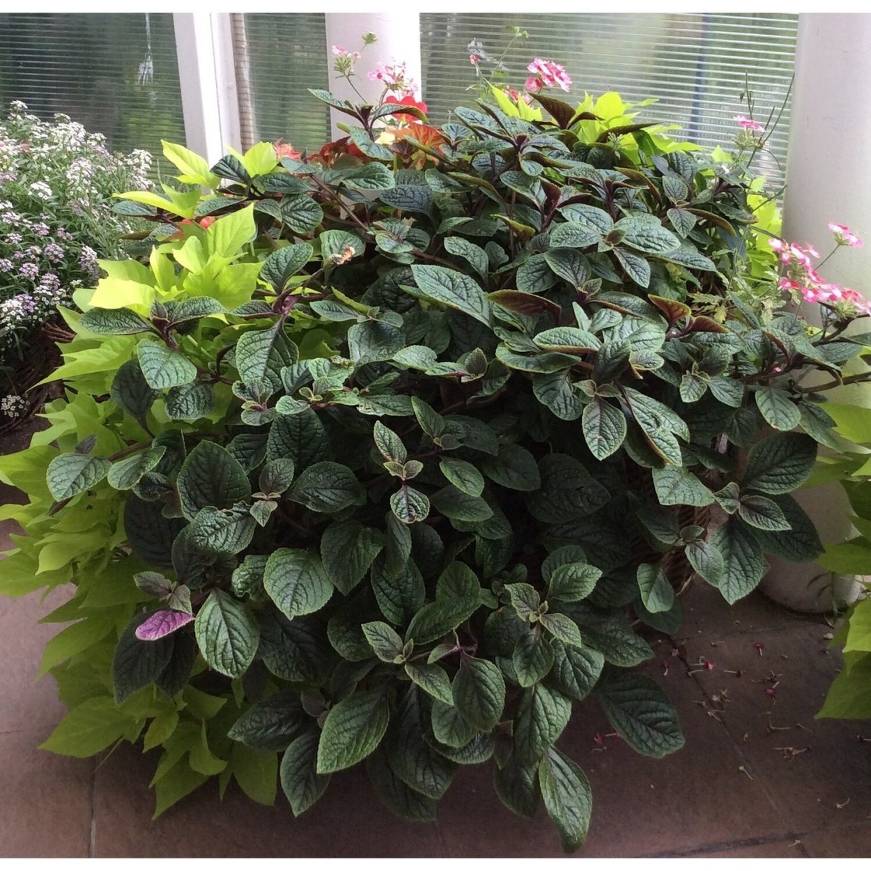 Плектрантус Нико