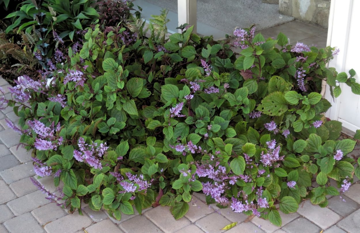 Плектрантус Эртендаля (мята)