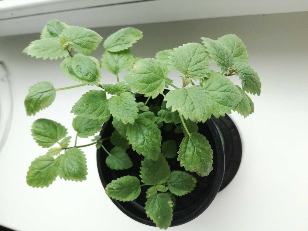 Плектрантус Маринка