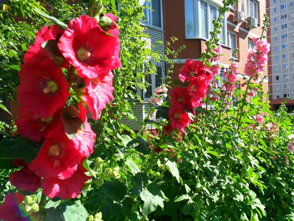 Мальва махровая многолетняя