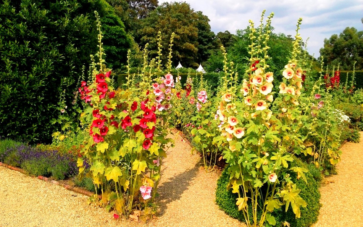 Мальва Садовая