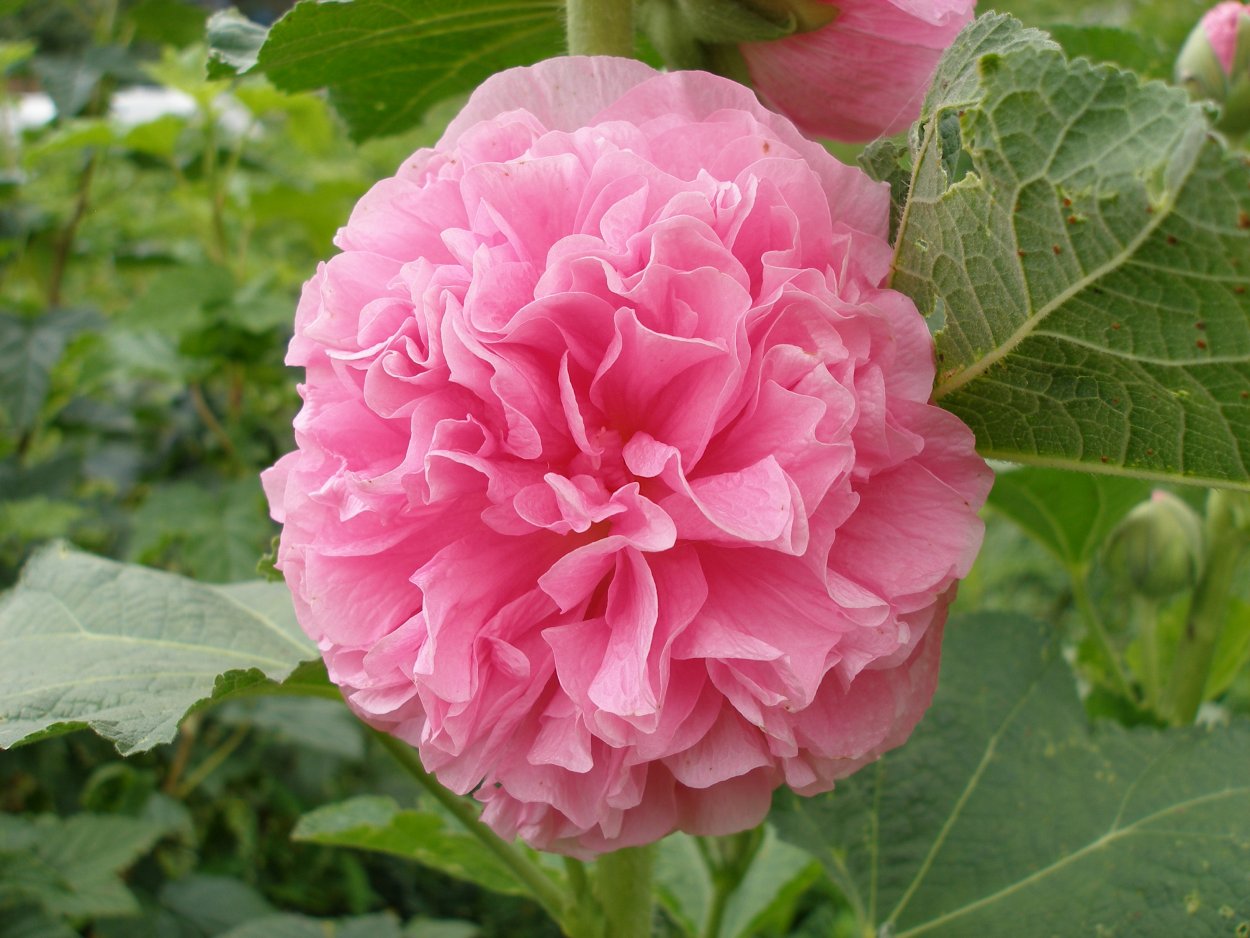 Мальва шток роза