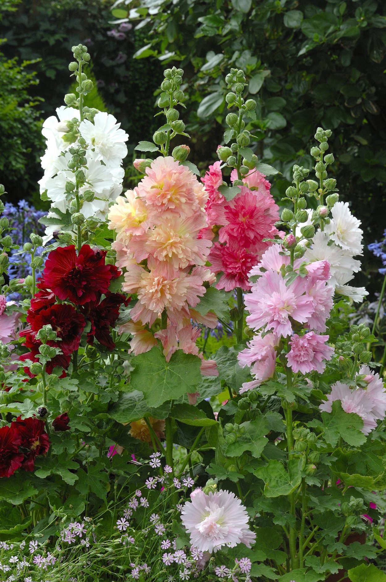 Шток-роза Alcea rosea