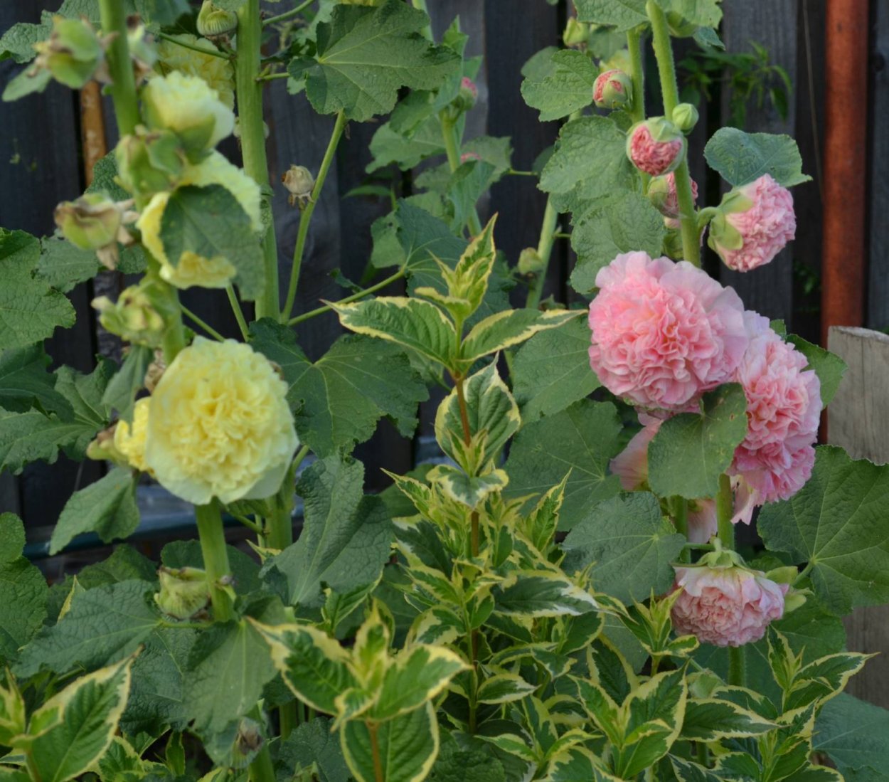 Мальва (шток-роза, просвирник)