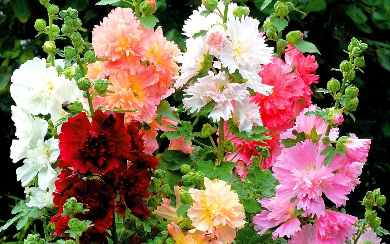 Мальвы роза шток Виолет