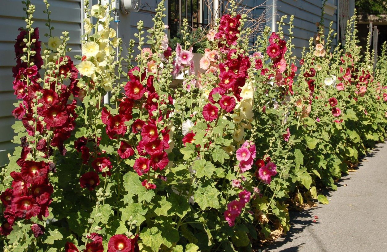 Мальва многолетники роза