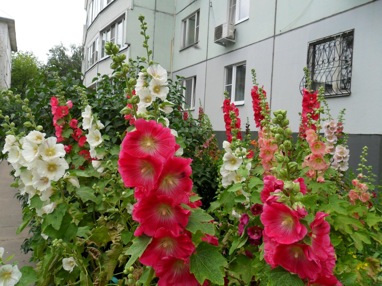 Мальва махровая