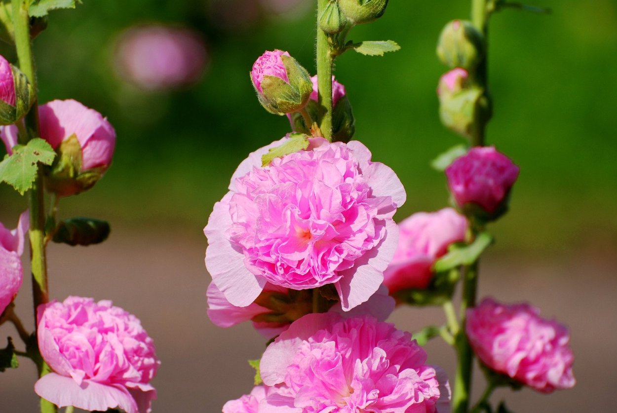 Мальва шток – роза розовая