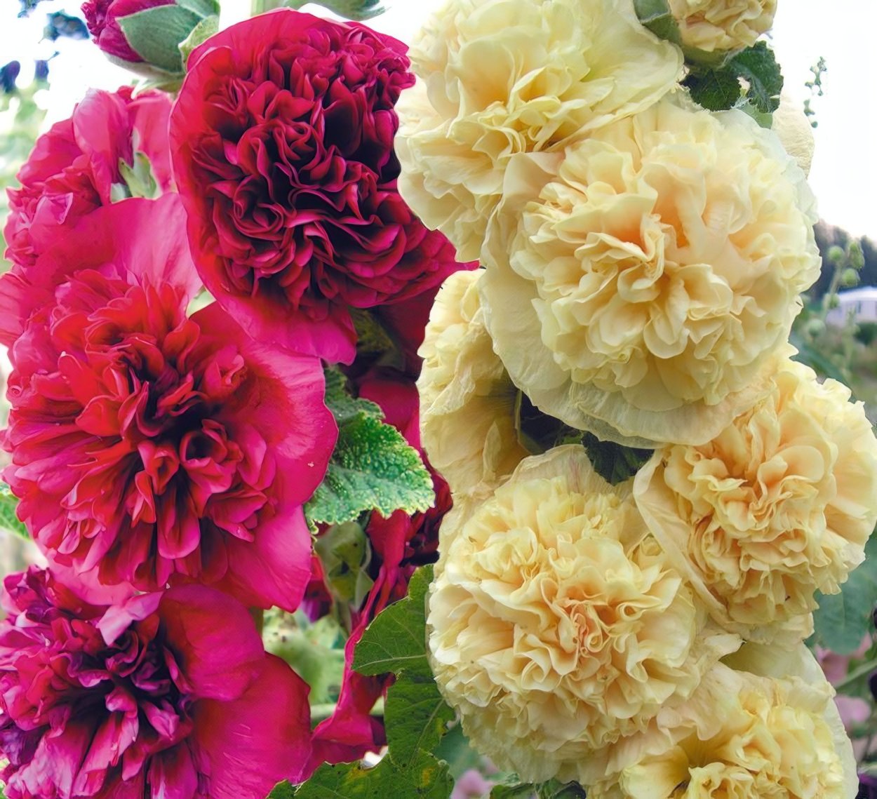 Мальва шток роза