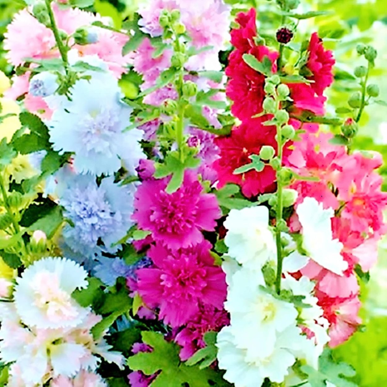 Шток роза Сумер карнавал