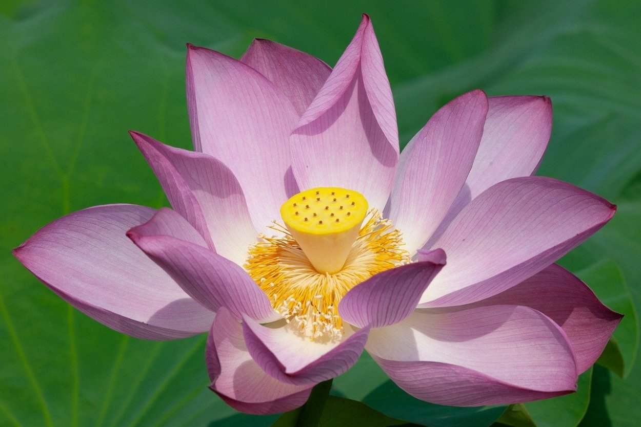 Лилия Лотус Уандер