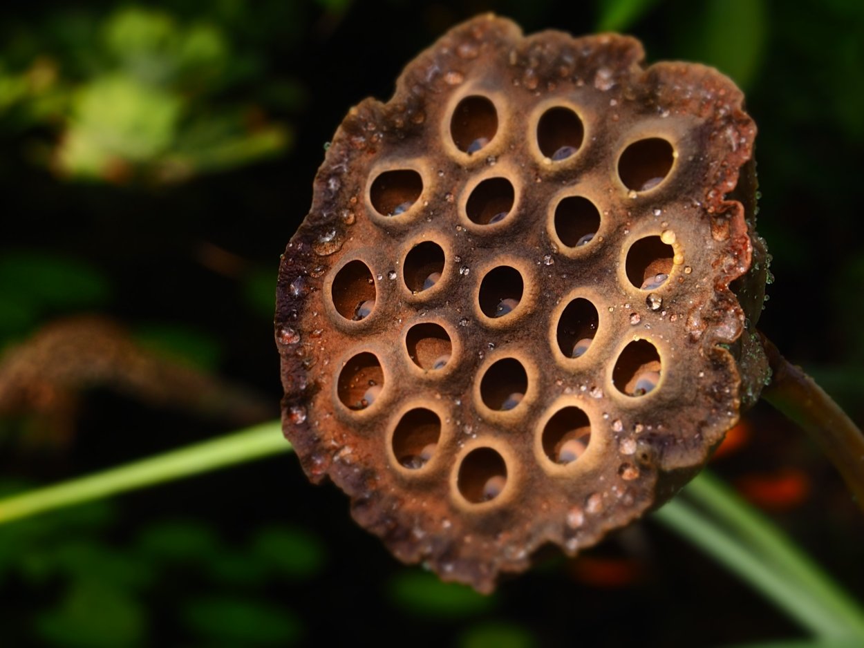 Лотос сухоцвет трипофобия