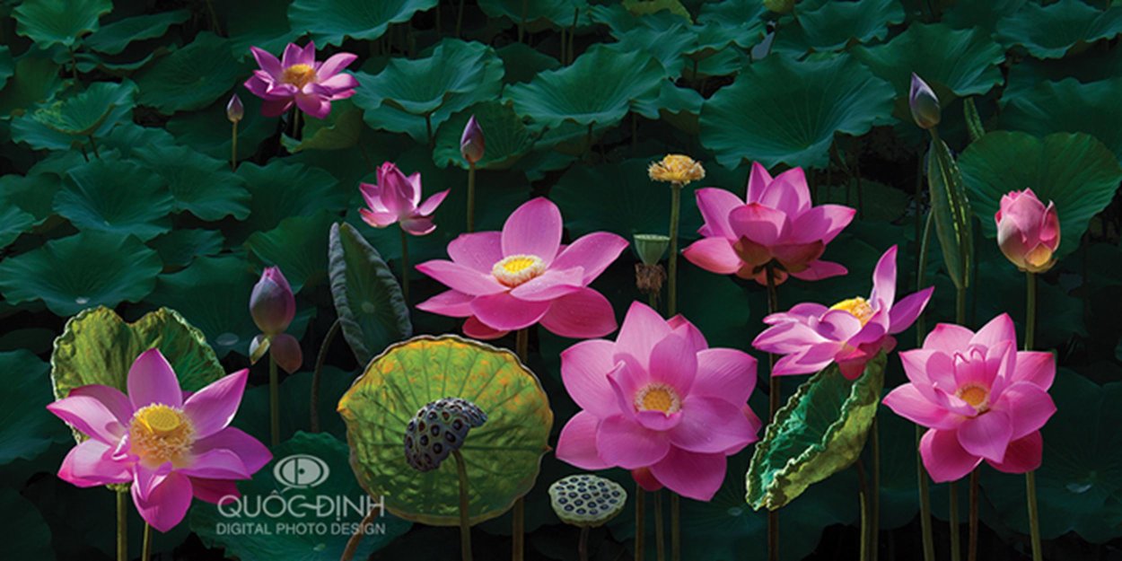 Лотос орехоносный Эстетика