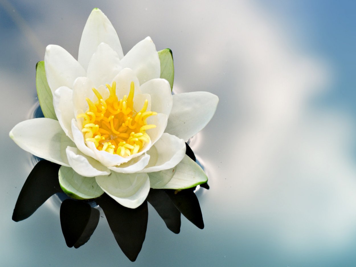 Водяная Лилия бутон