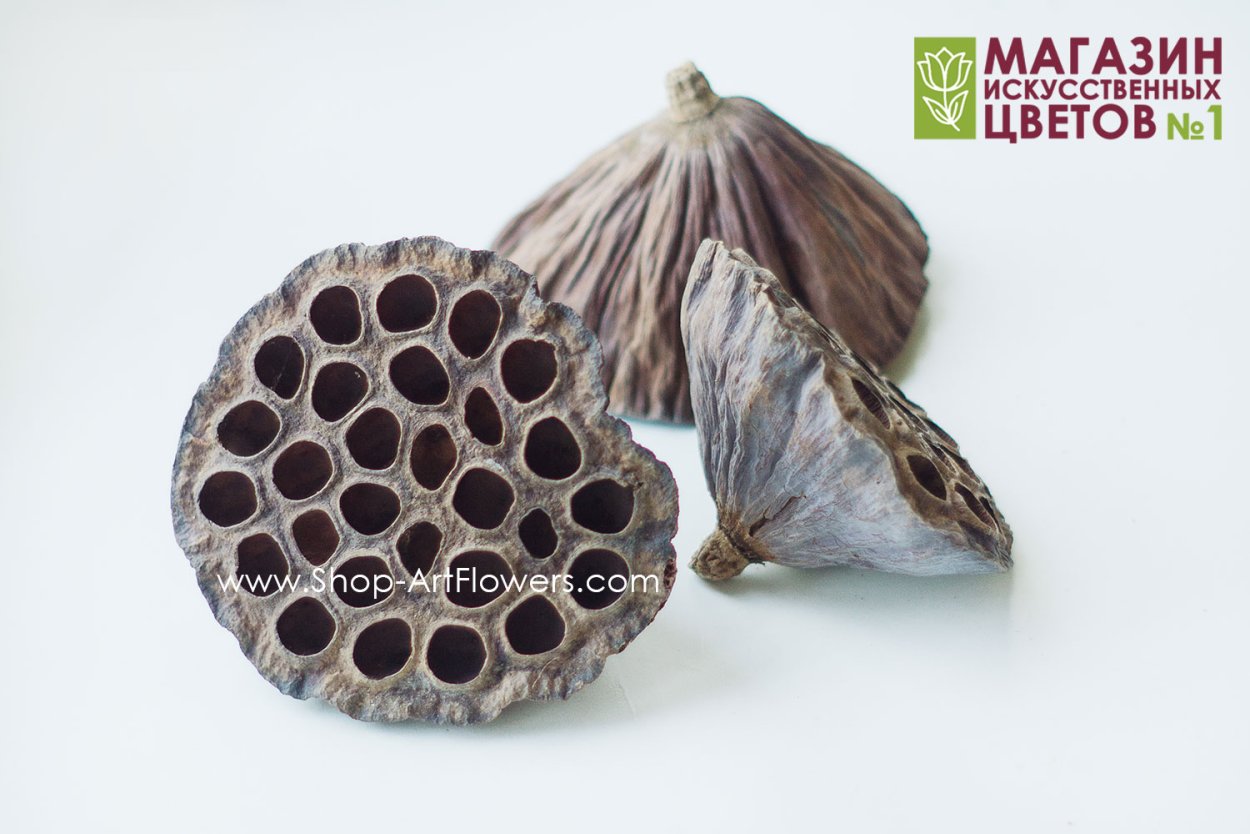 Лотос сухоцвет