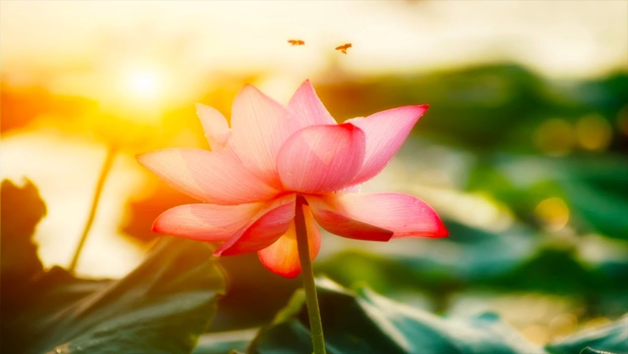 Лотос в солнечных лучах