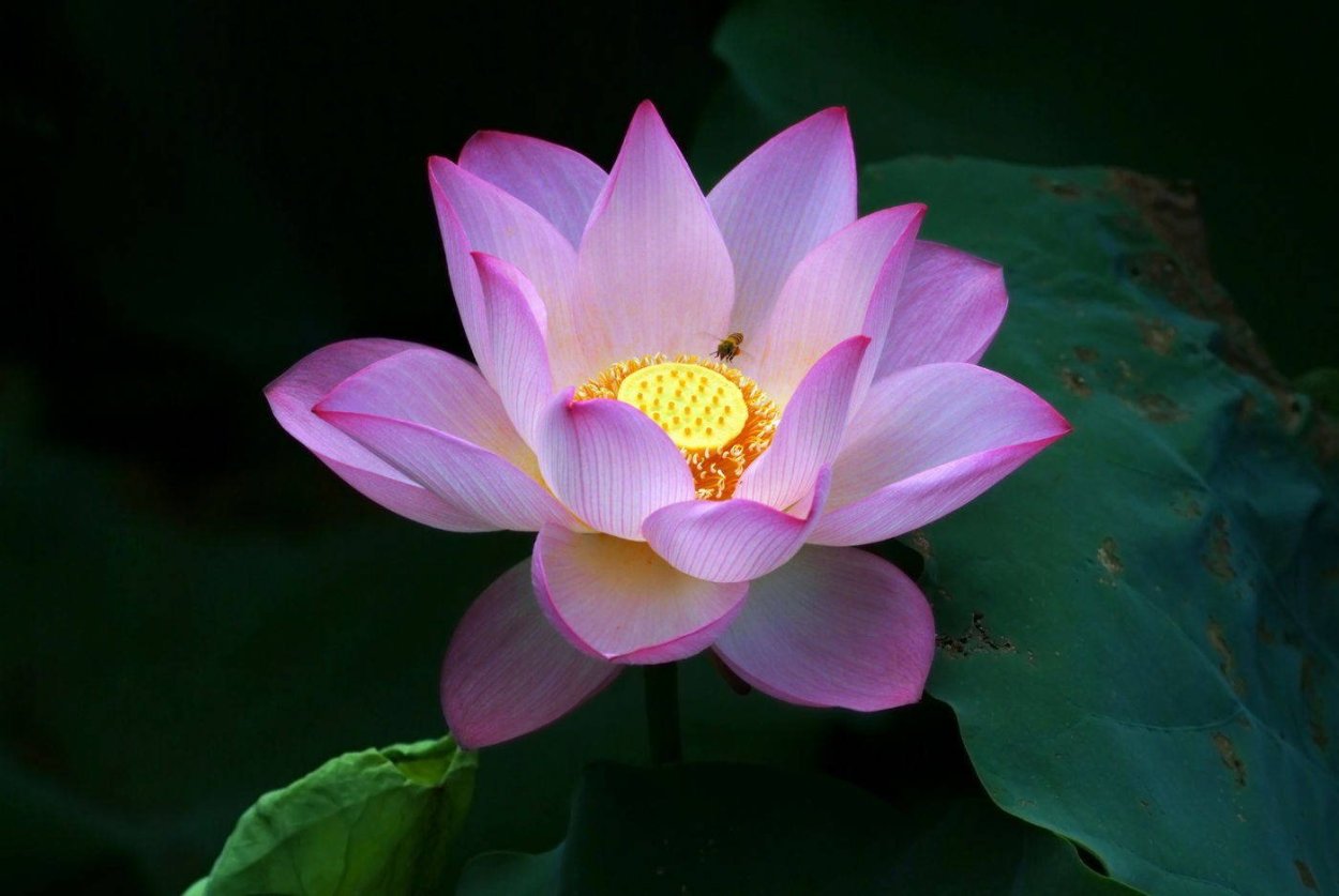 Опаловый Лотос