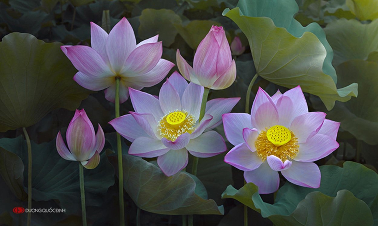 Геншин кувшинки лотоса