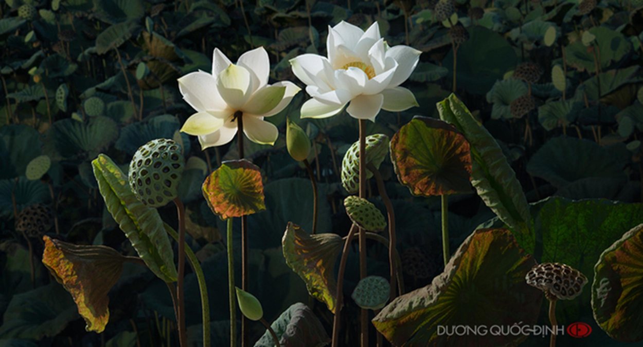 Duong Quoc dinh Лотосы