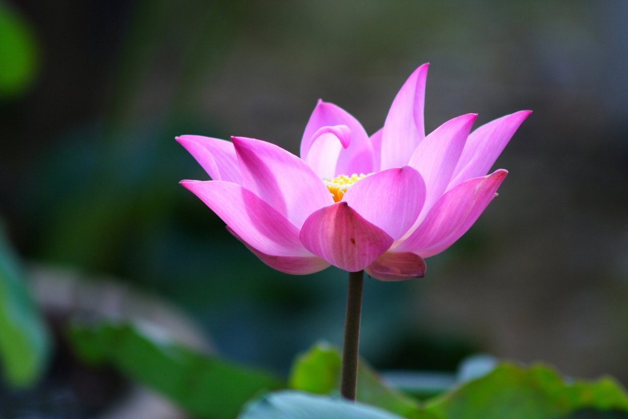 Обложка Лотос горизонтальная