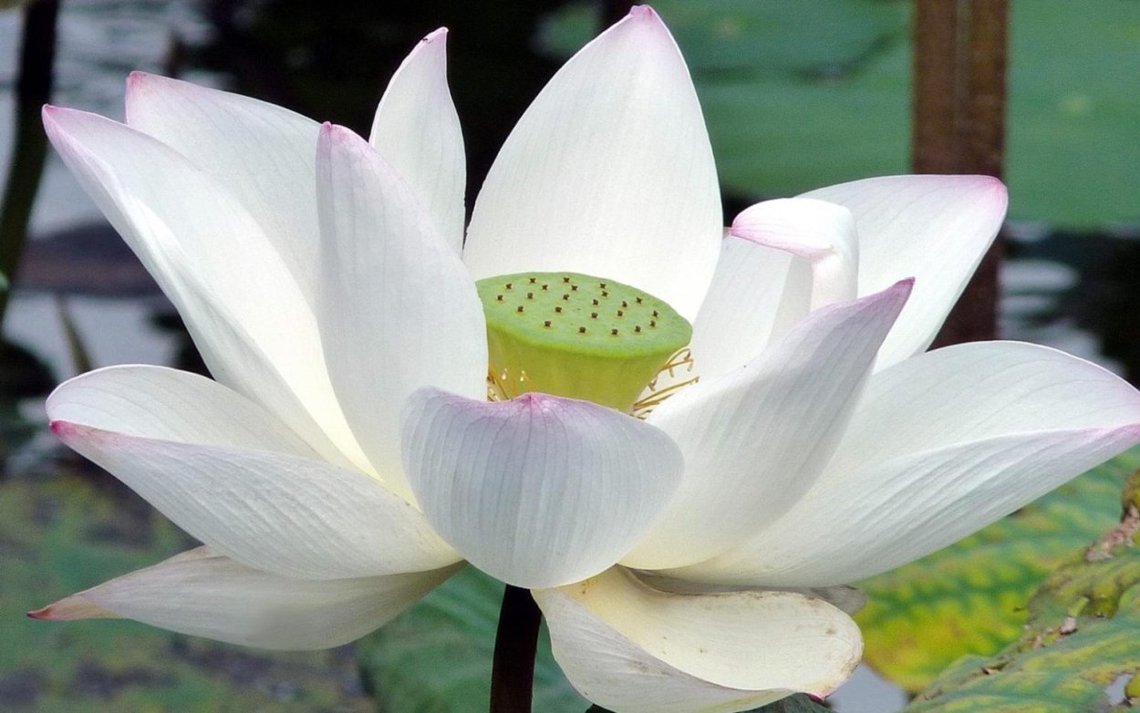 Лотус цветок белый