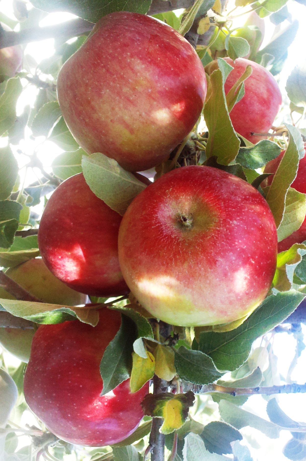 Яблоня ханикрипс