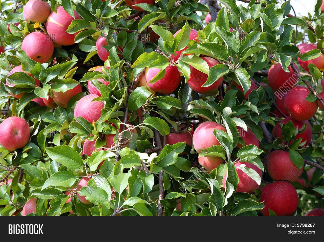 Яблоко Женева Эрли