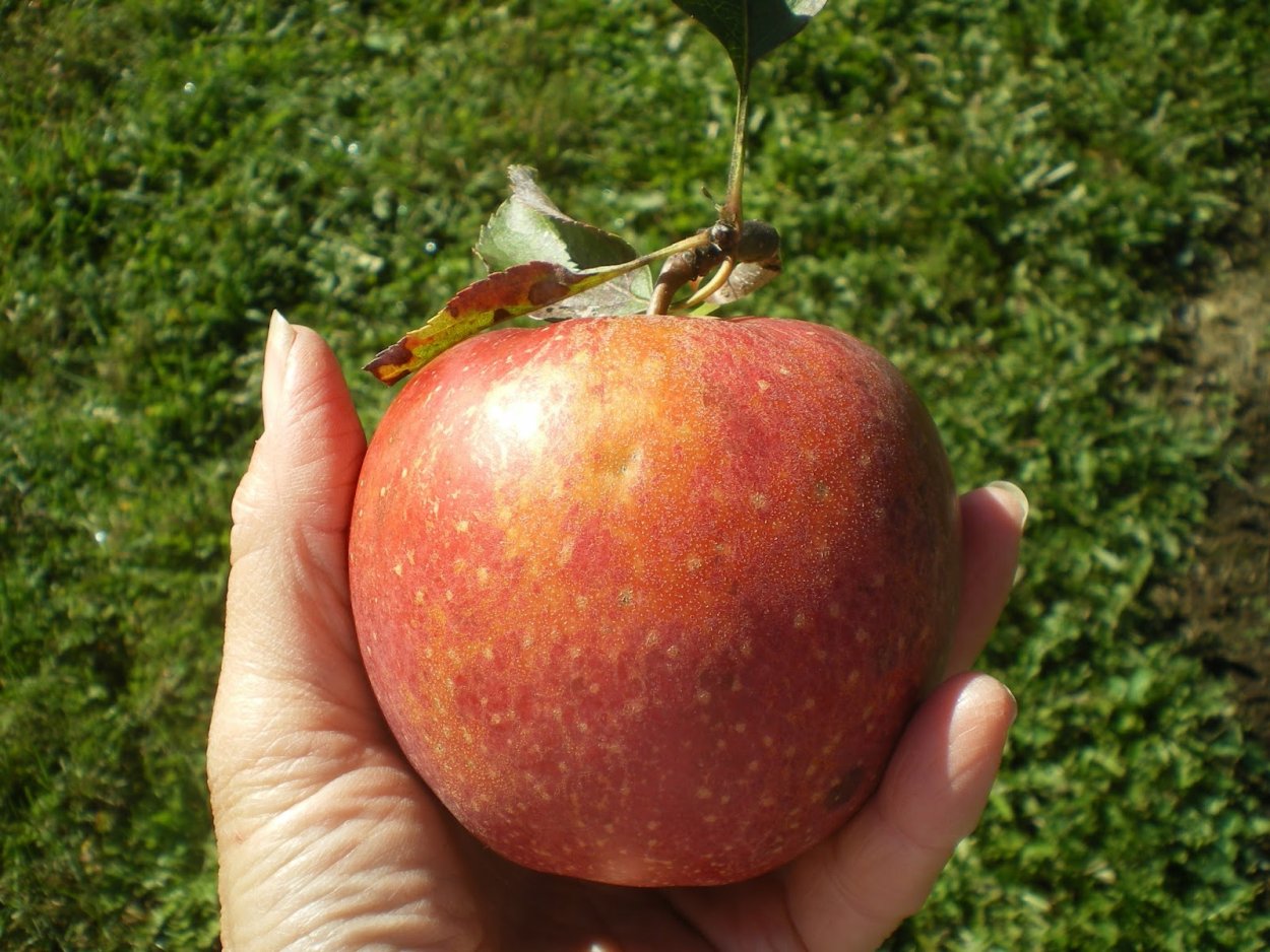Яблоня экранное приземленное