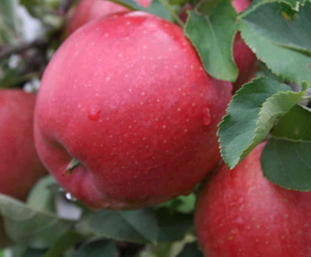 Яблоки Воргуль