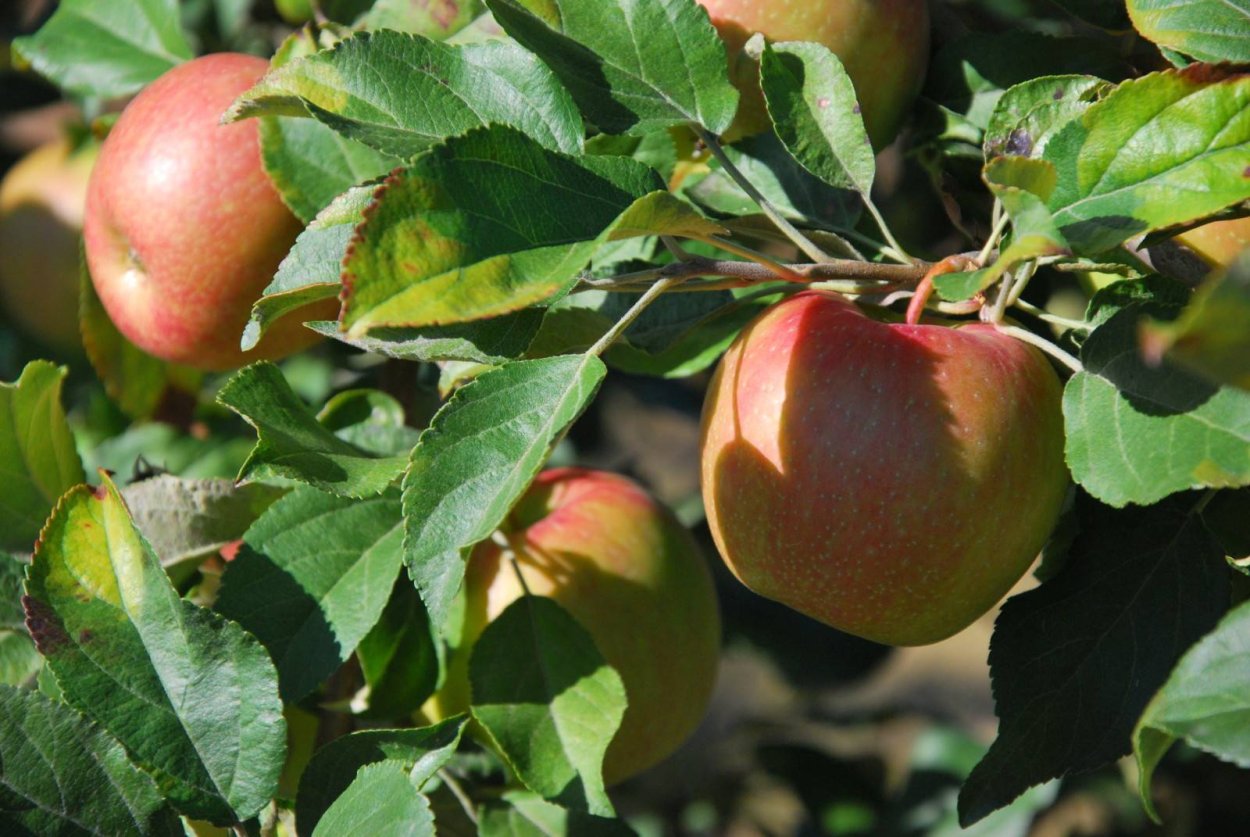 Яблоки Хоней Крисп