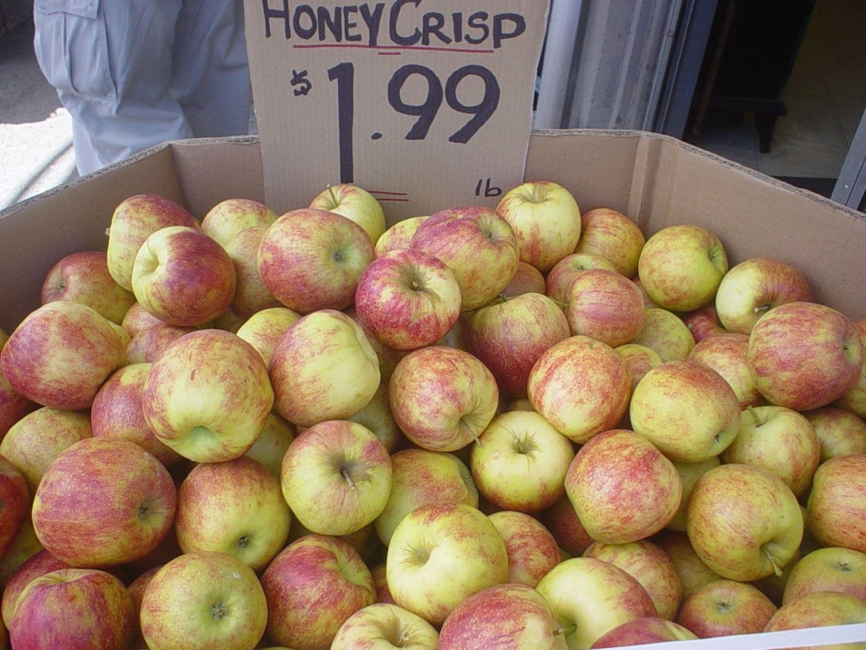 Сорт яблок Хани Крисп