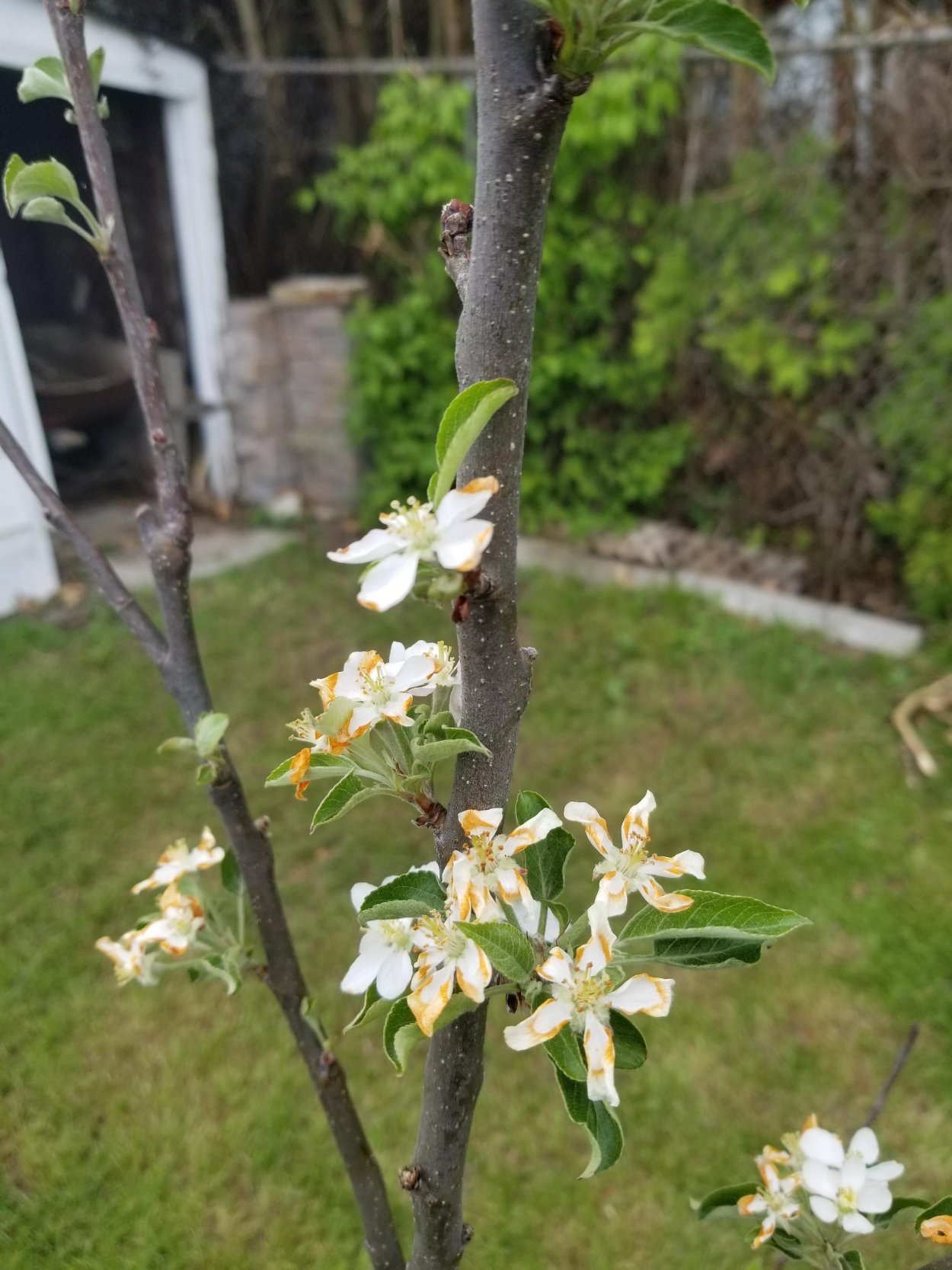 Хани яблоки на белом фоне