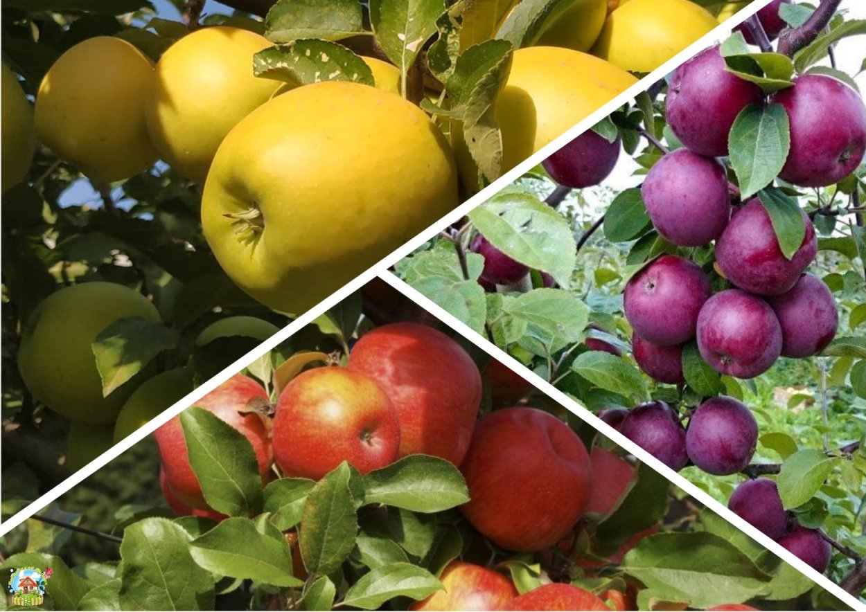 Черешня Пальметта