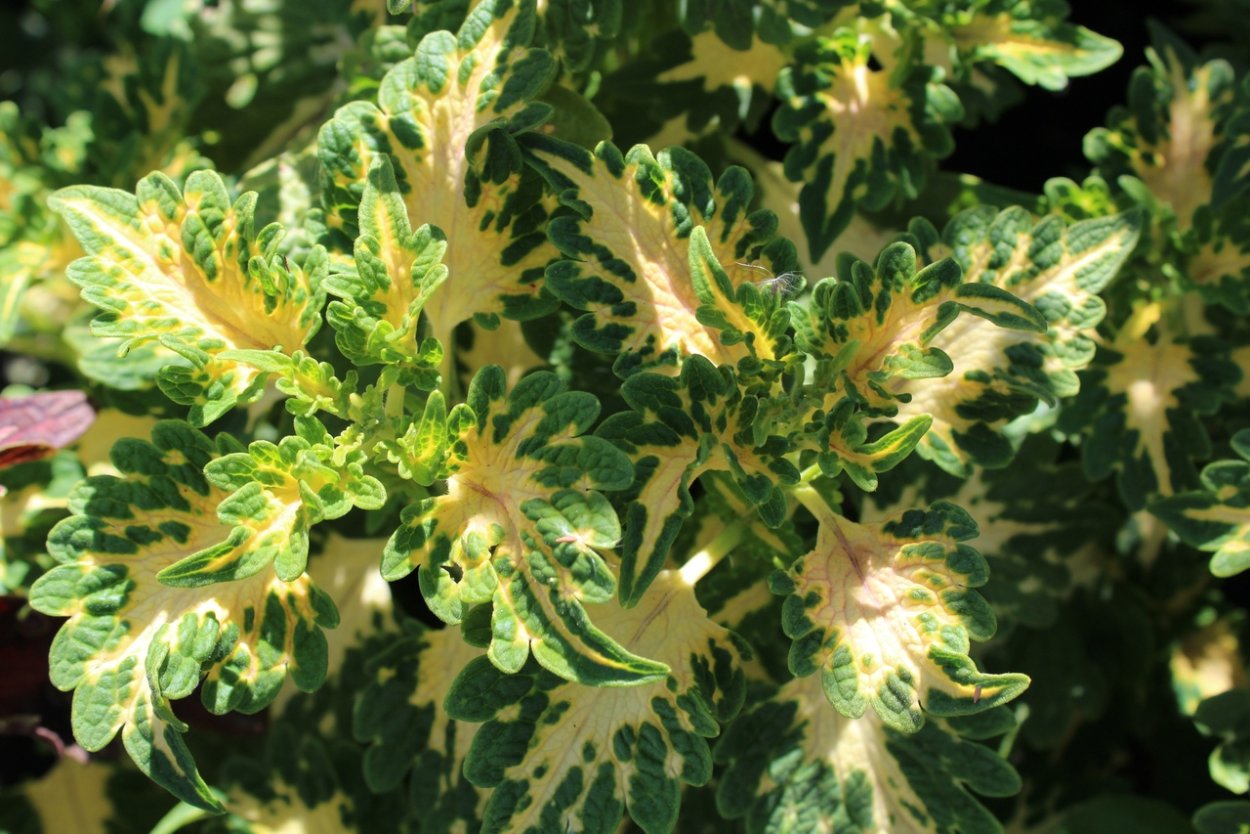 Колеус Butter Creme