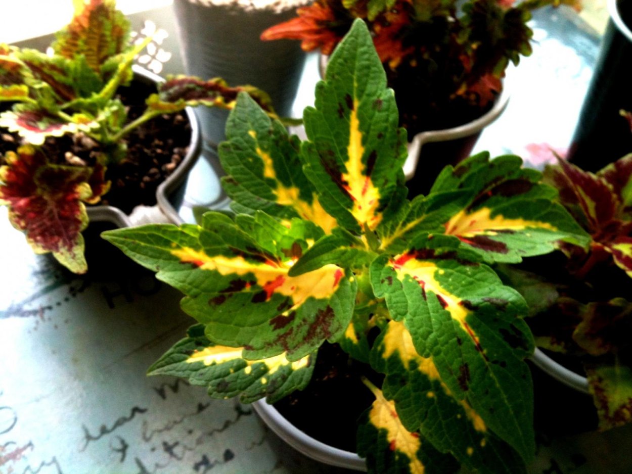 Колеус вегетативный аватар