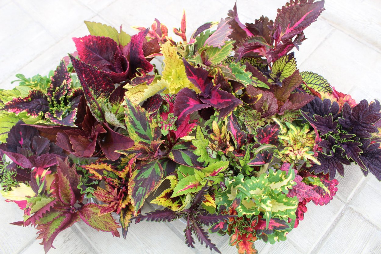 Колеус Coleus Juliet Quartermain