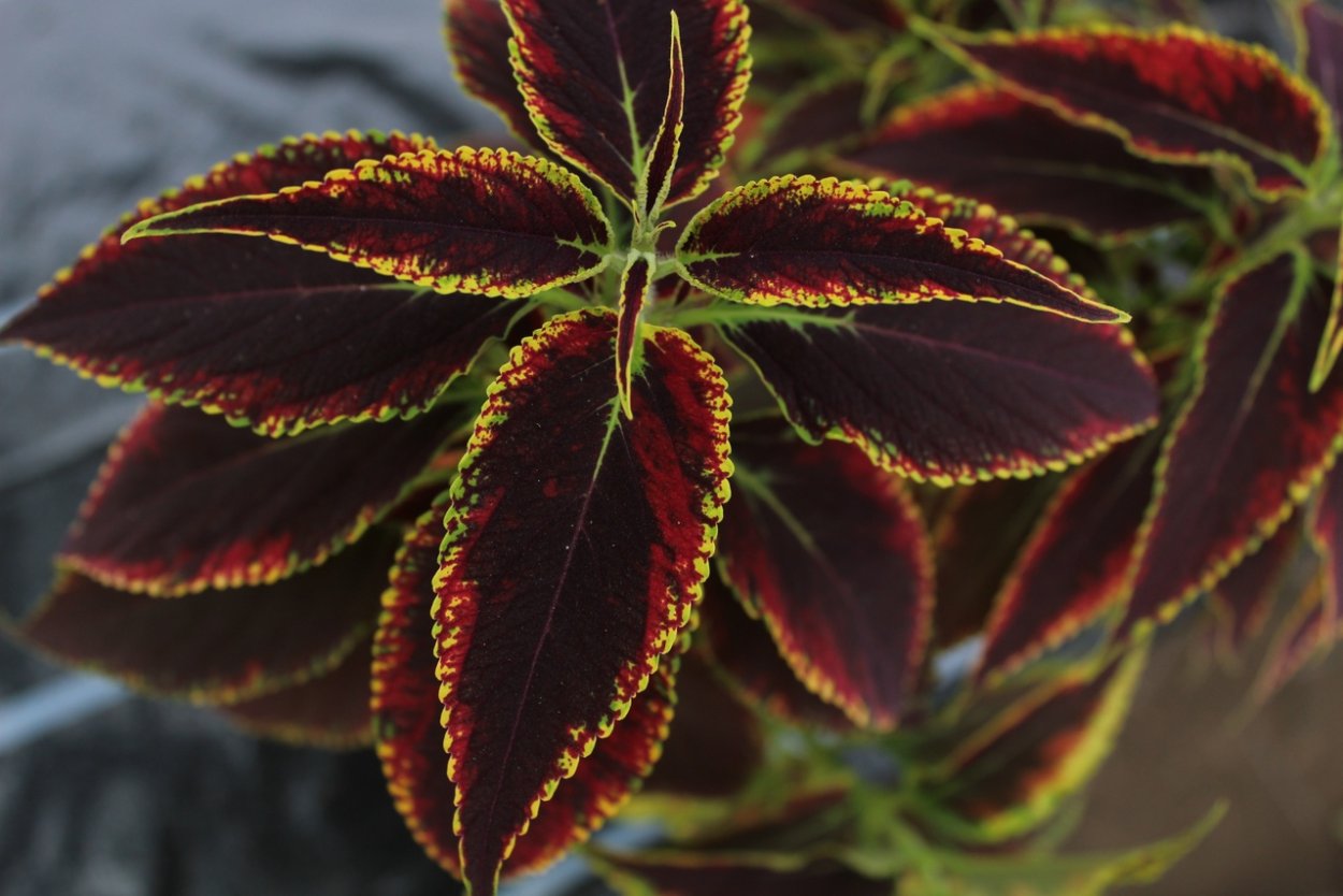 Колеус Coleus Juliet Quartermain